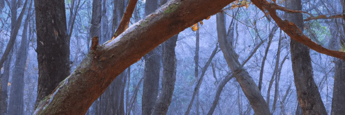 Illustration of business financing for the forestry sector in Incheon